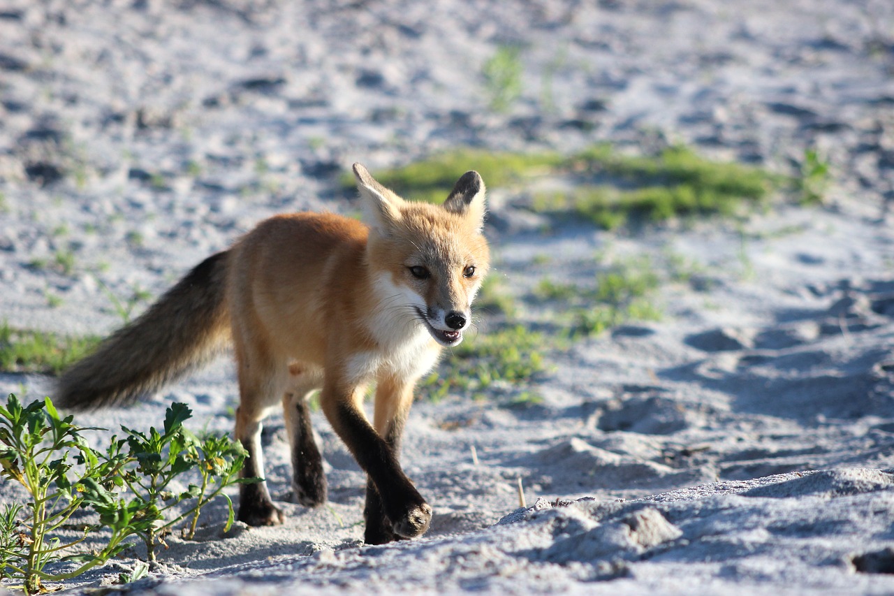 fox wildlife beach free photo