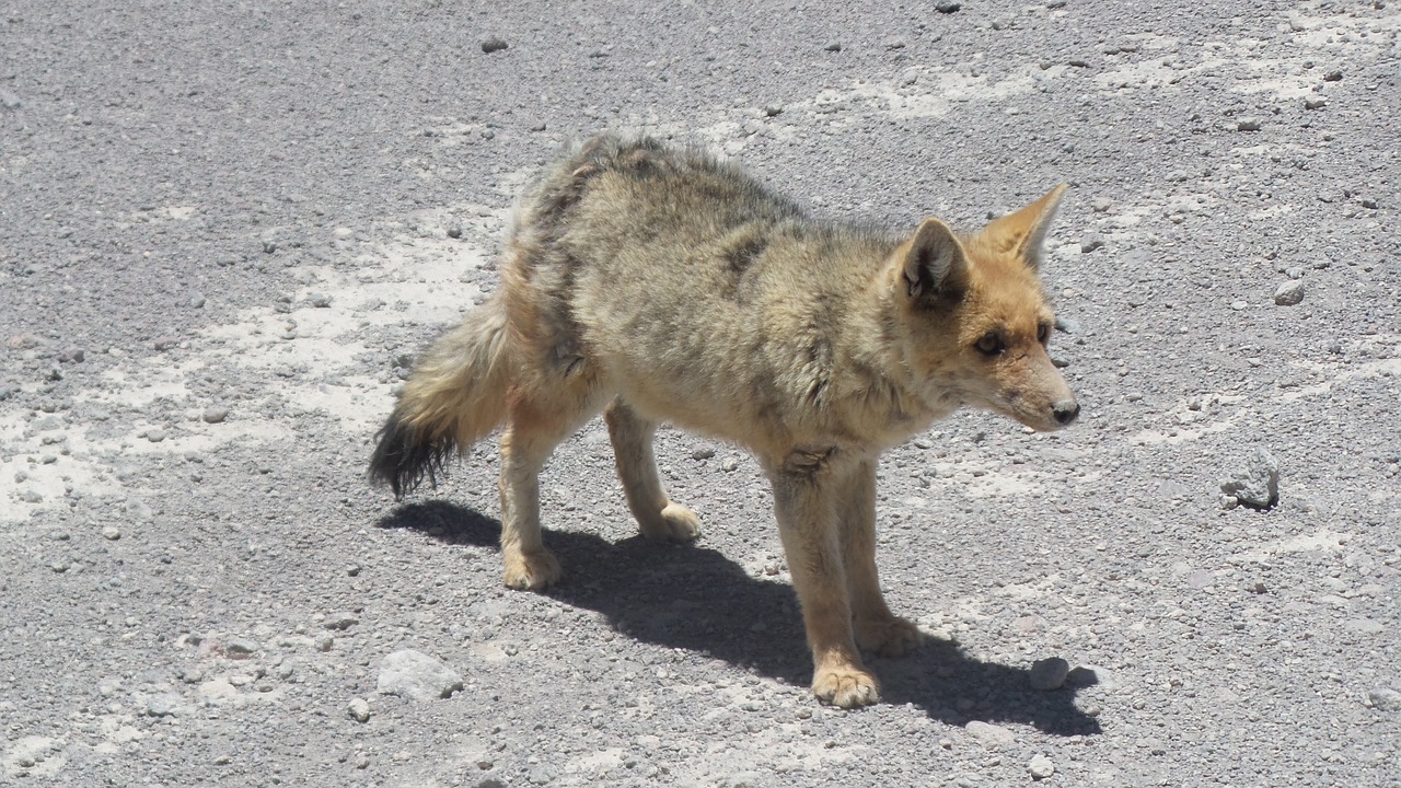 fox zorro bolivia free photo