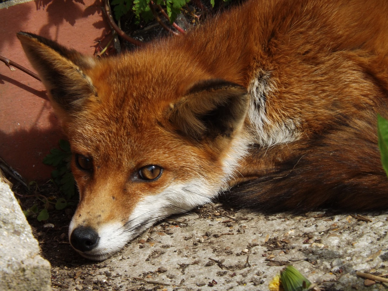 fox animal wildlife free photo