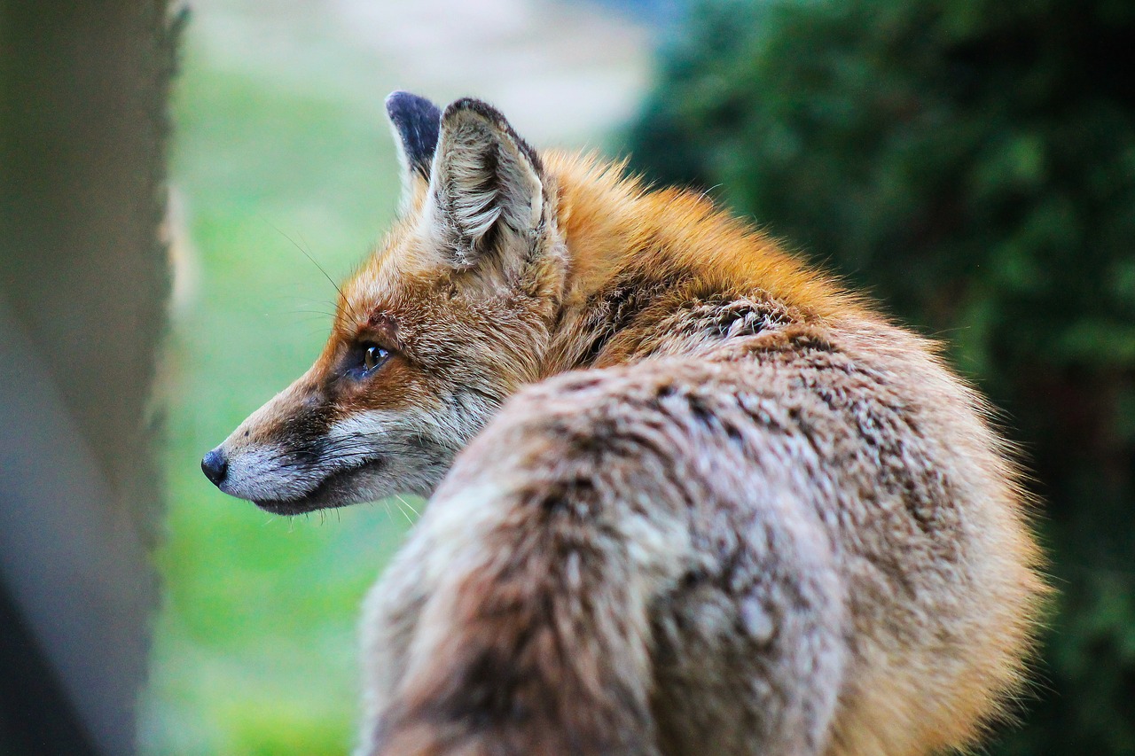 fox animal nature beast free photo