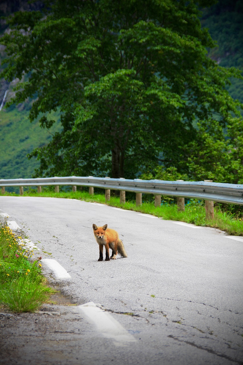 fox road animal free photo