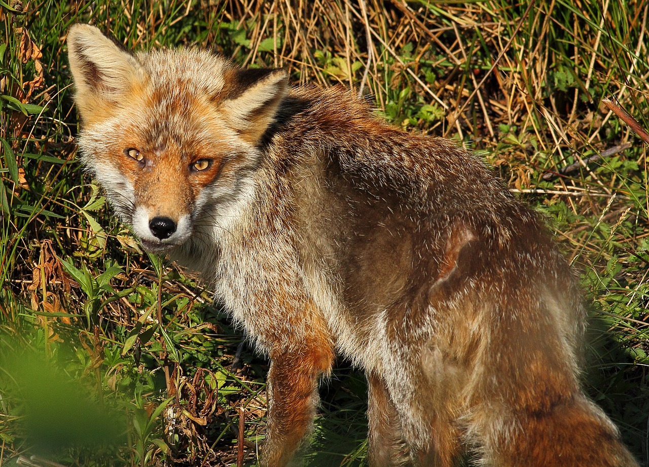 fox wild mammal free photo