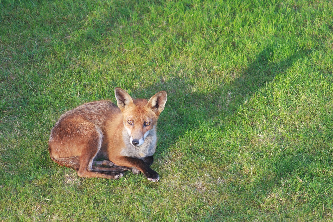 fox shadow garden free photo