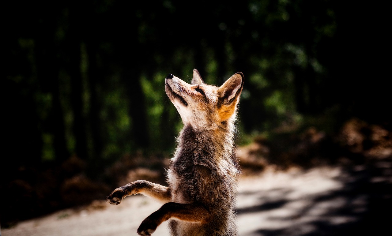 fox animal wildlife free photo