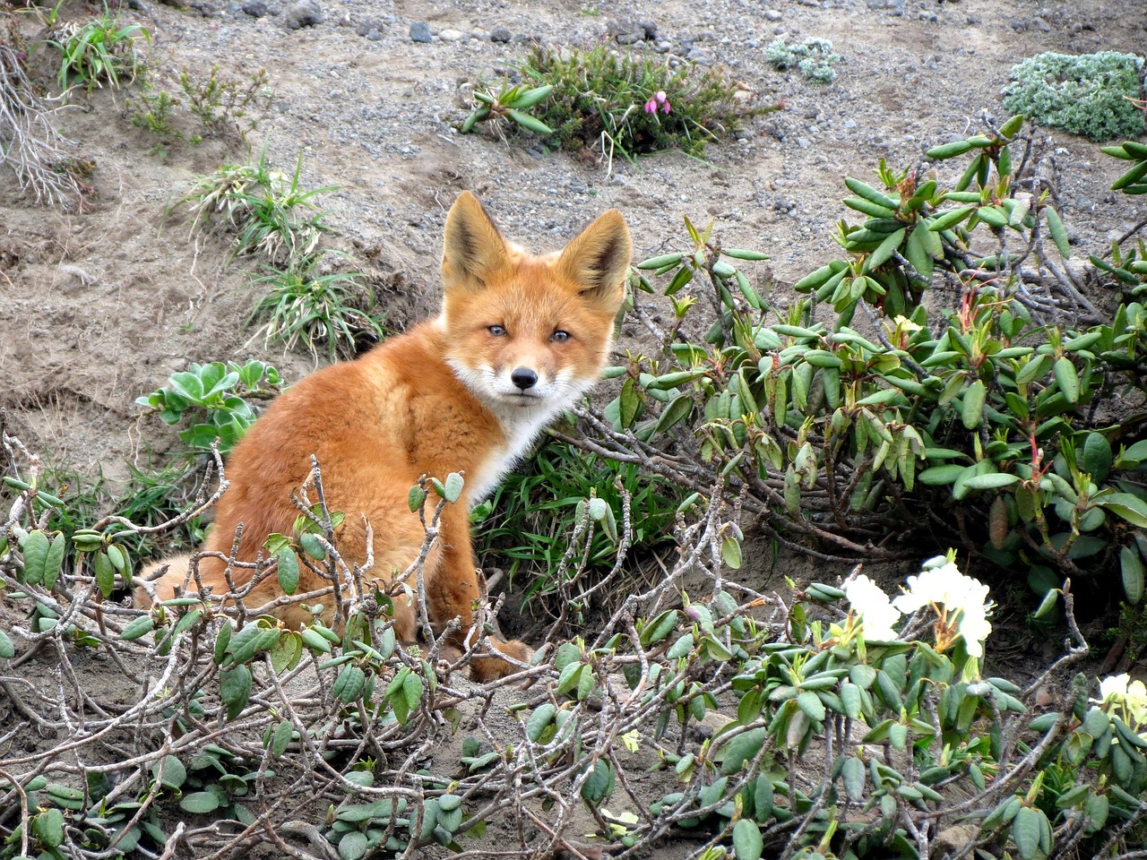 fox moth predator free photo