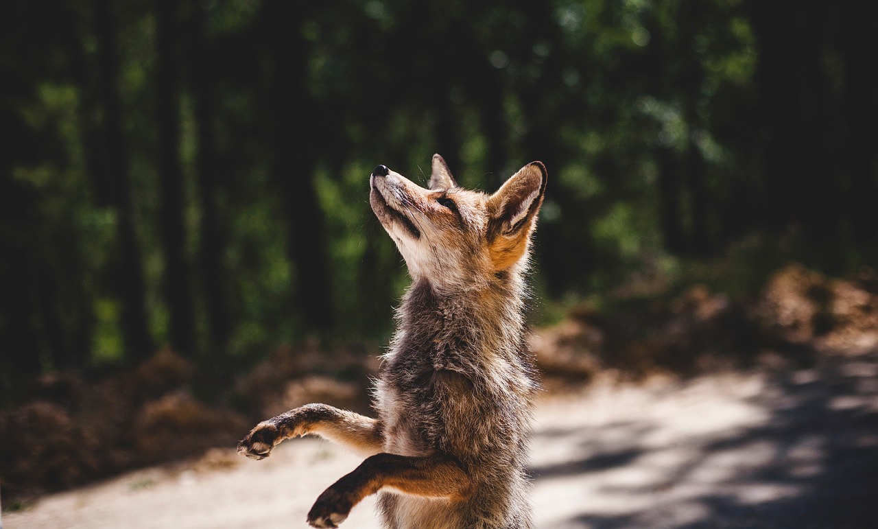 fox animal wildlife free photo