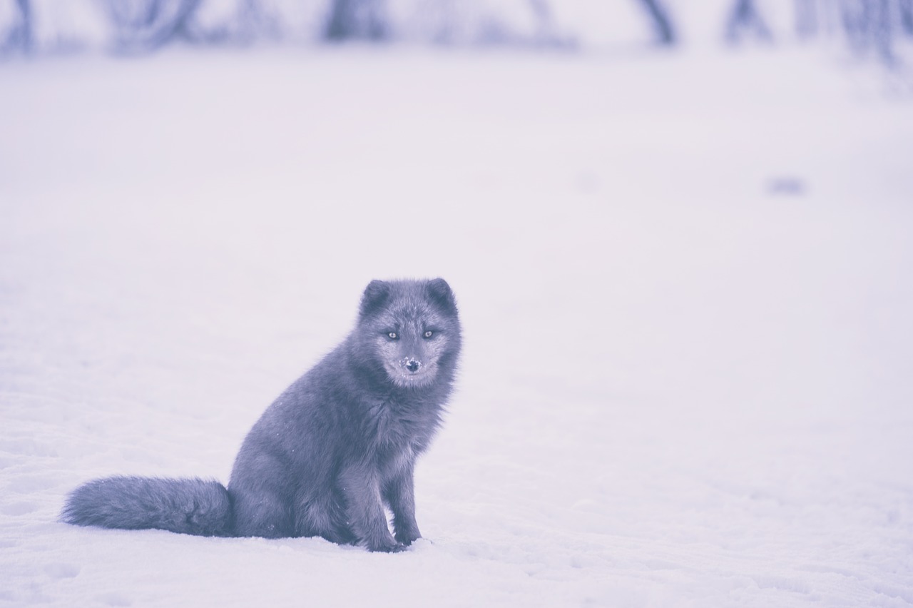 fox animal wildlife free photo