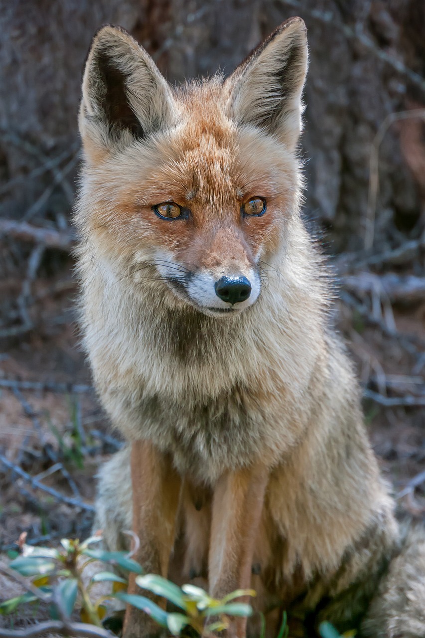 fox crafty wild free photo