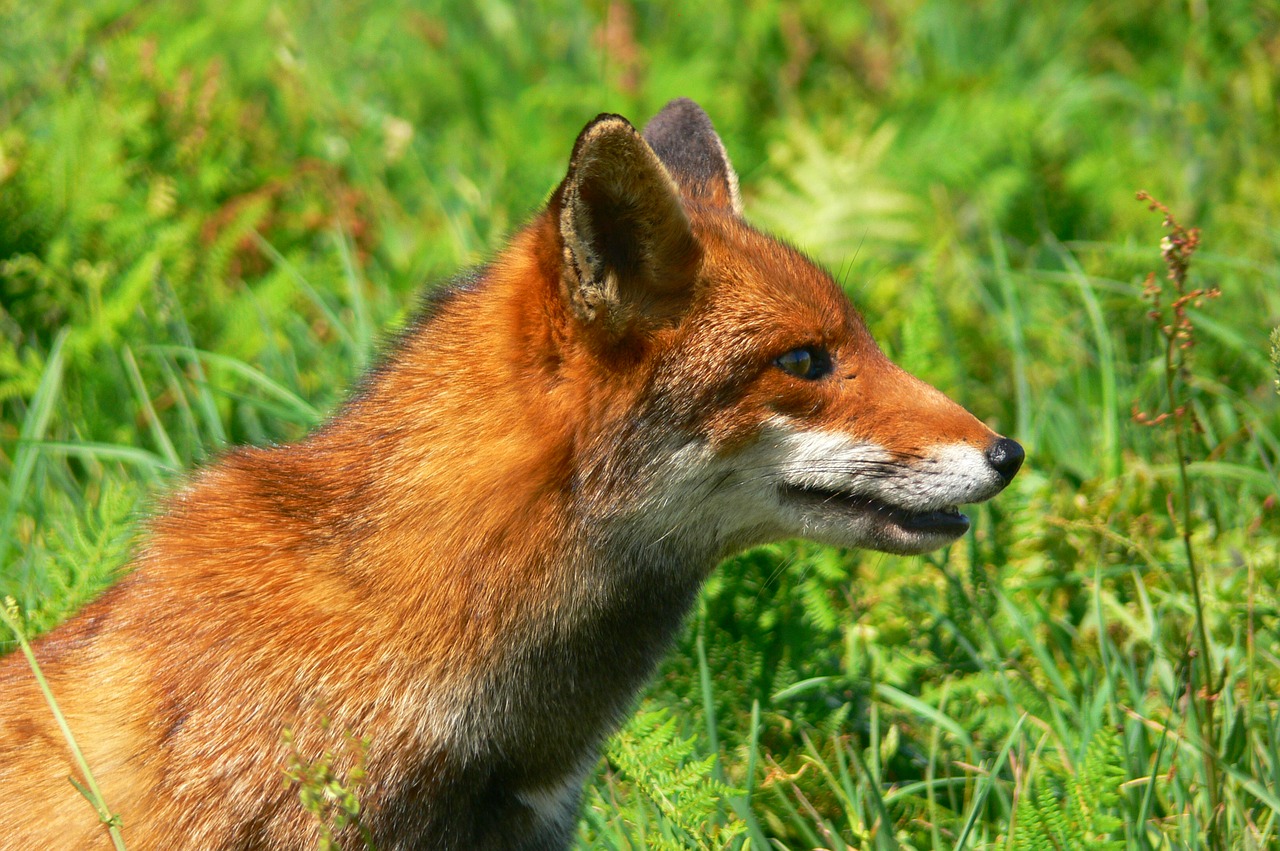 fox roux fauna free photo