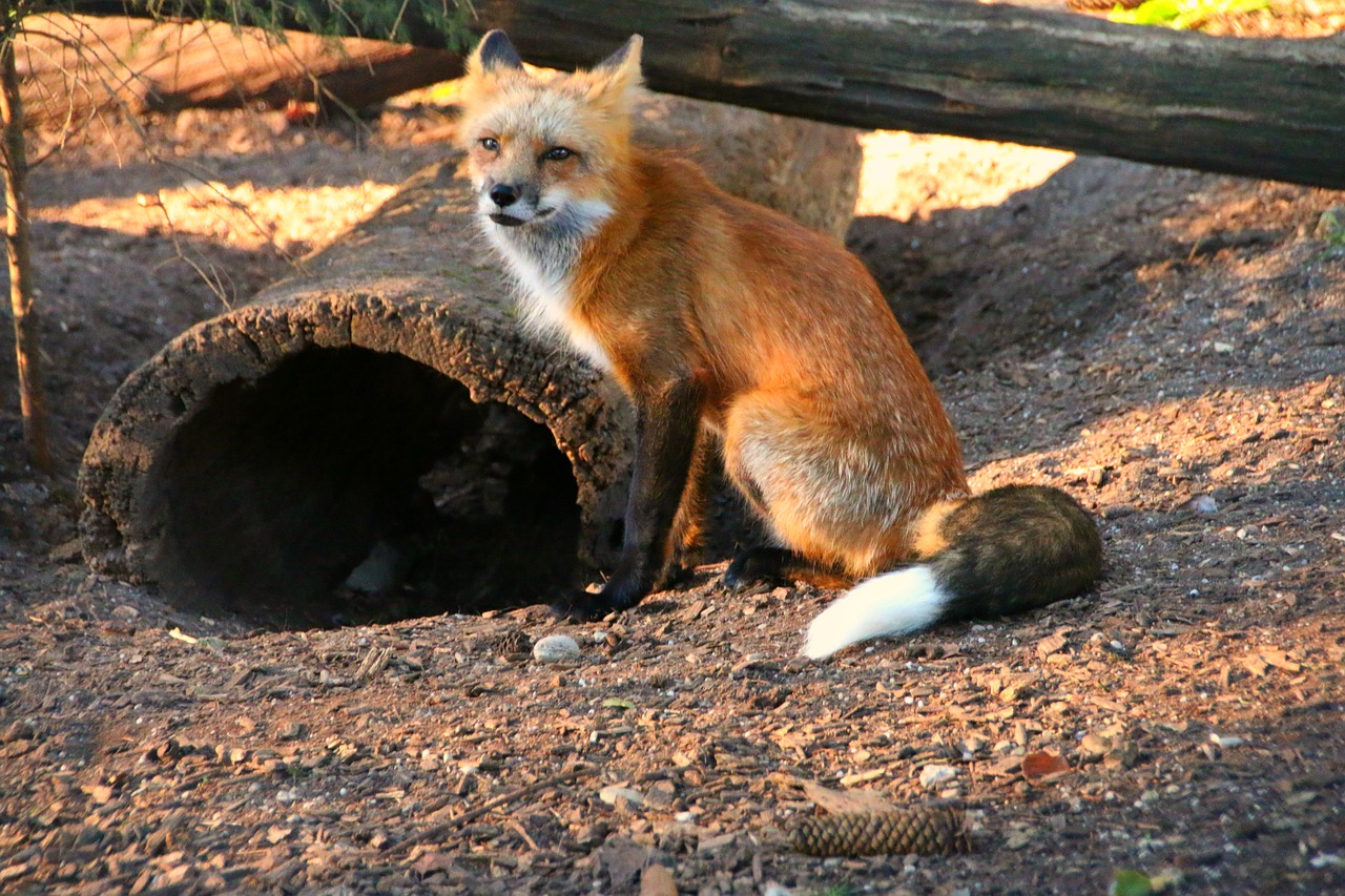 fox red hair free photo