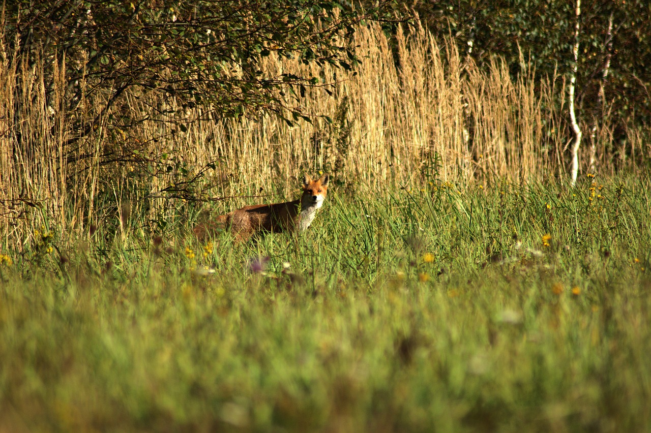 fox forest nature free photo