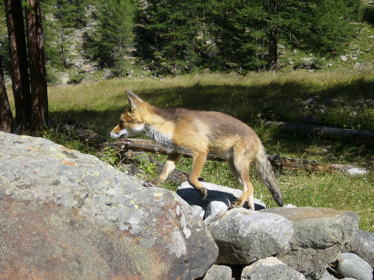 fox animals canids free photo