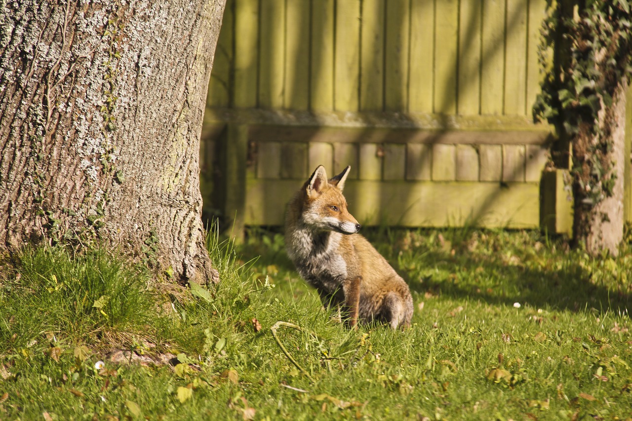 fox autumn nature free photo