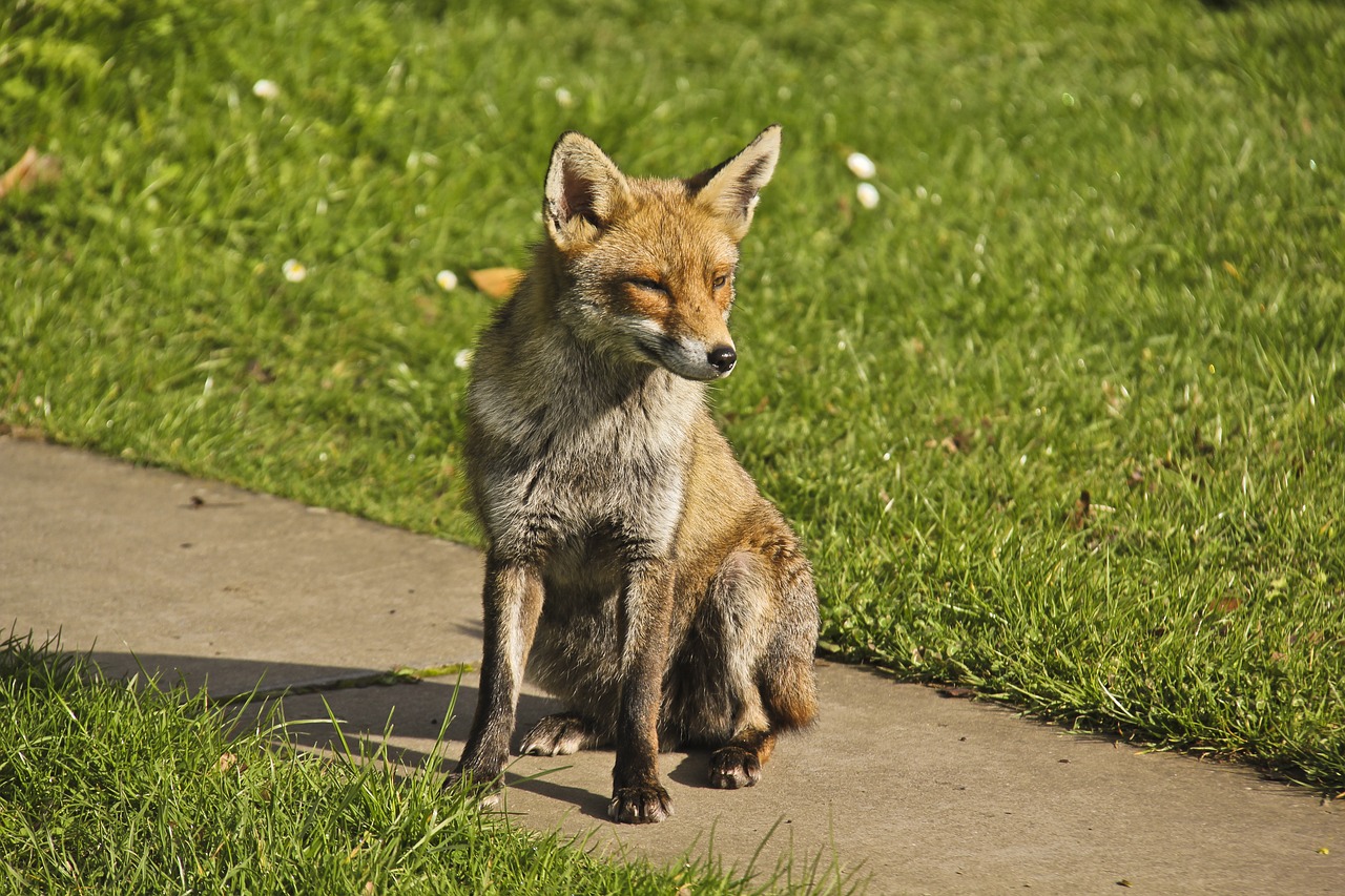 fox autumn nature free photo