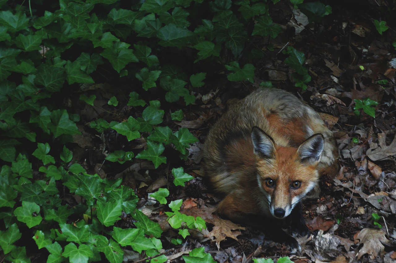 fox nature green free photo