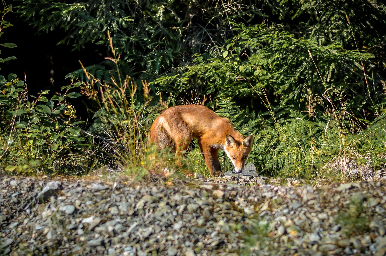 fox nature sweden free photo
