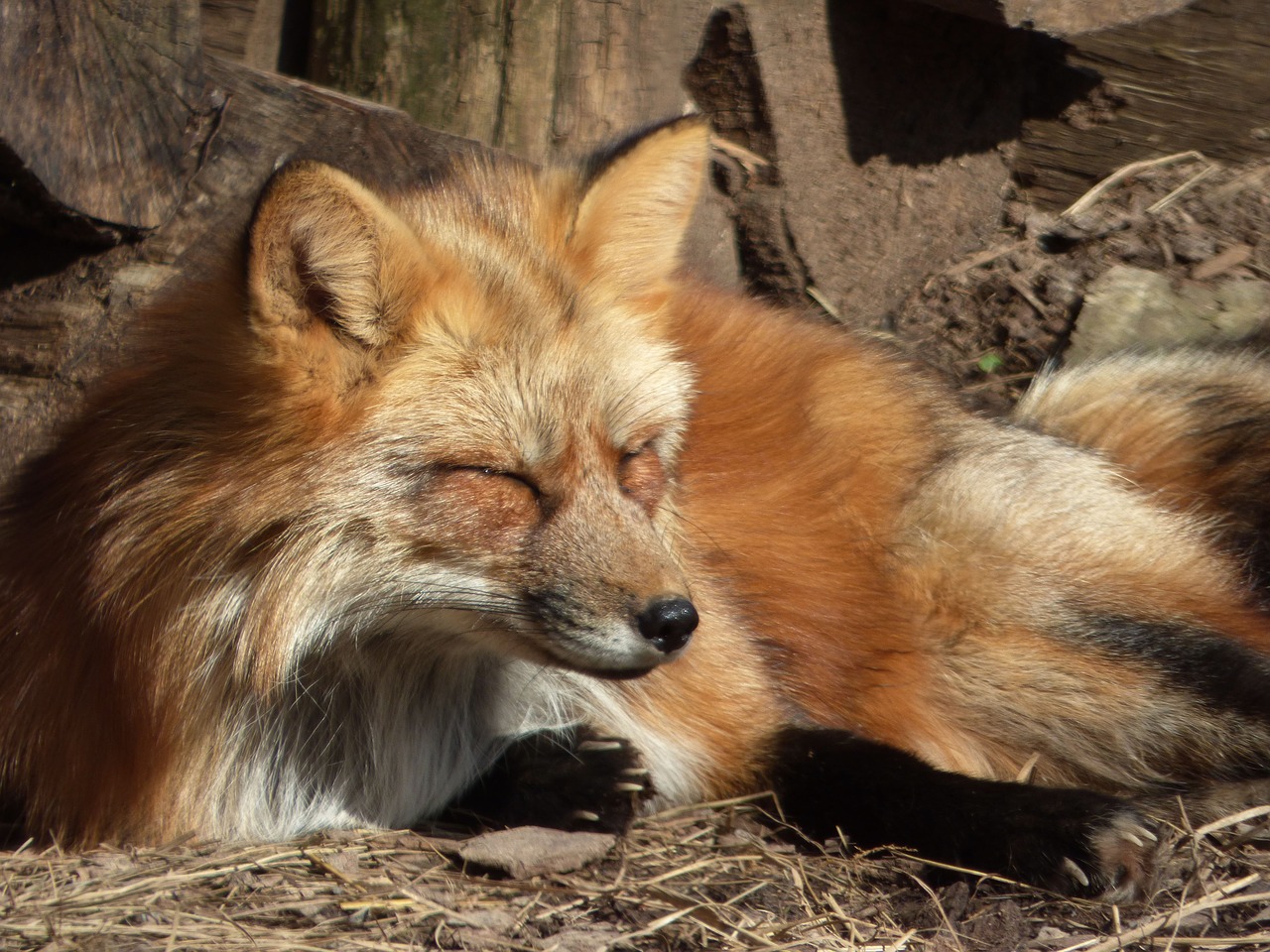 fox canine animal free photo