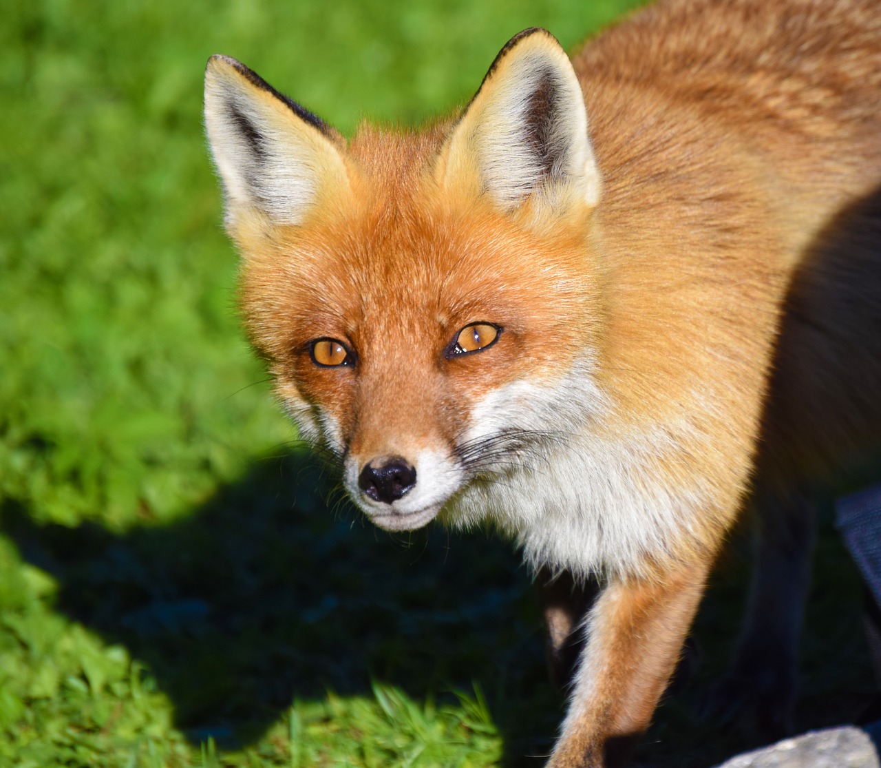 fox animal canine free photo