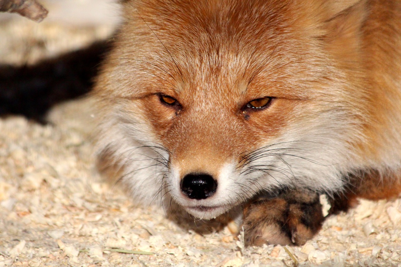 fox  snout  portrait free photo