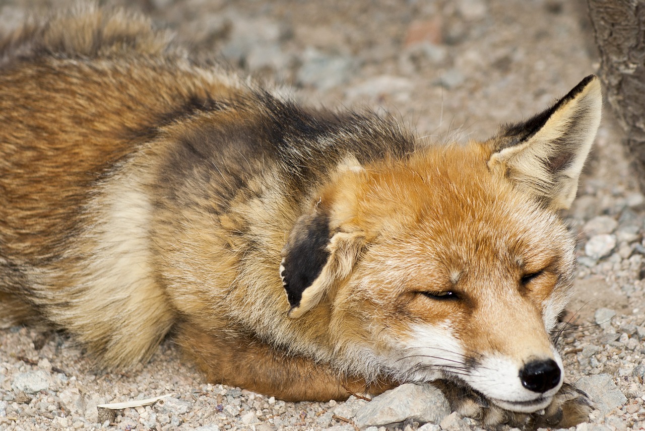 fox mammal animal free photo