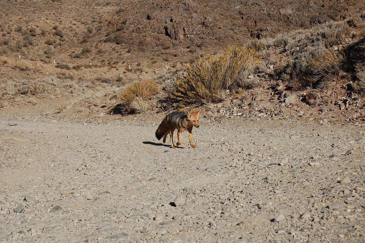 fox  mendoza  mountain free photo