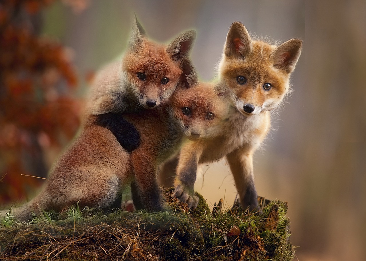 fox  cubs  cute free photo