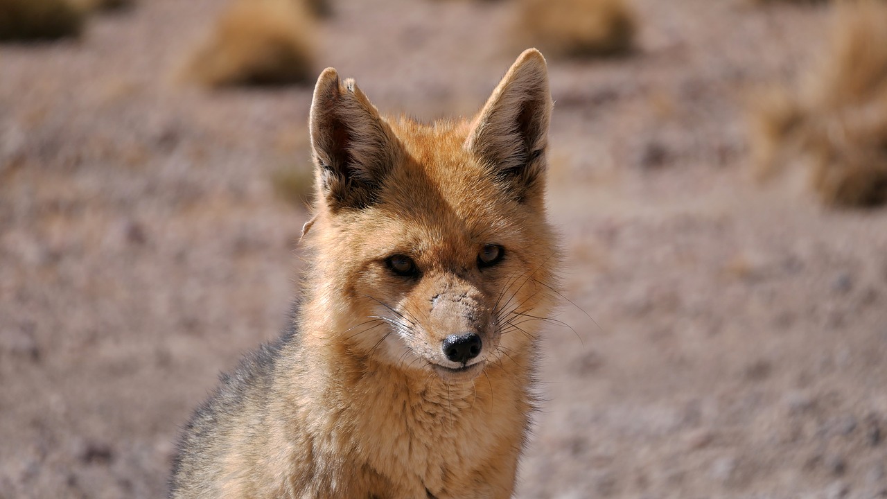 fox  animal  desert free photo