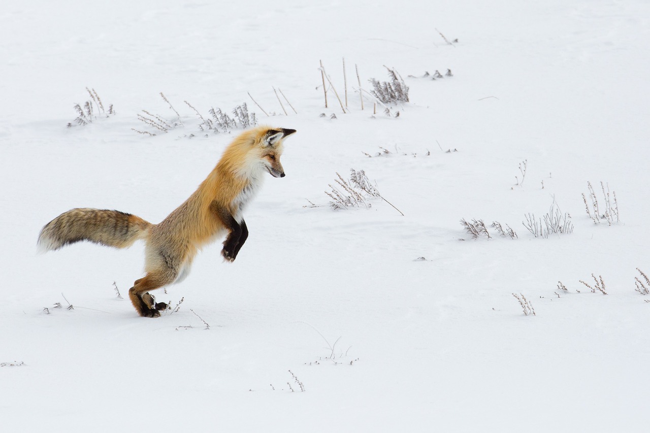 fox  red  jumping free photo