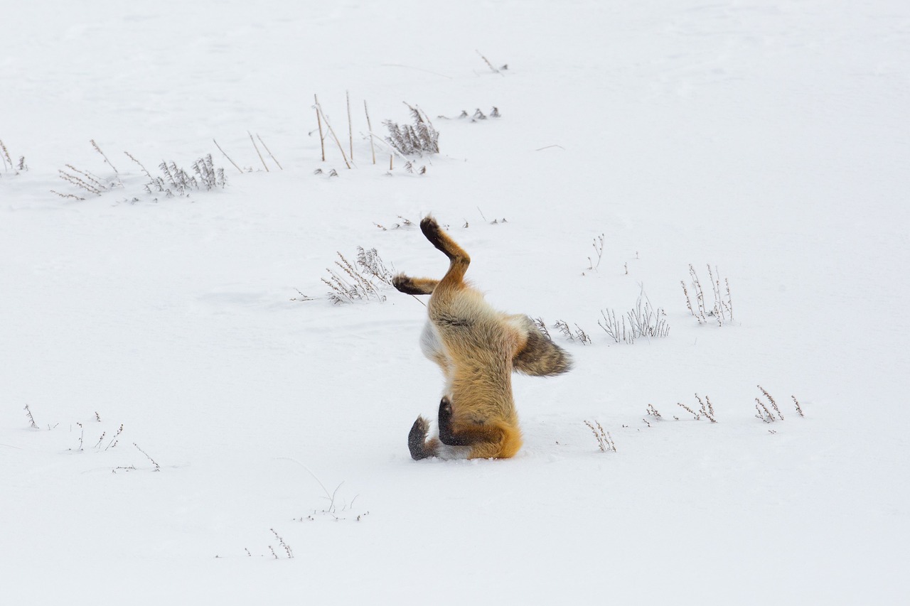 fox  red  jumping free photo