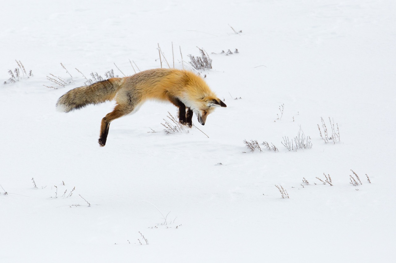 fox  red  jumping free photo
