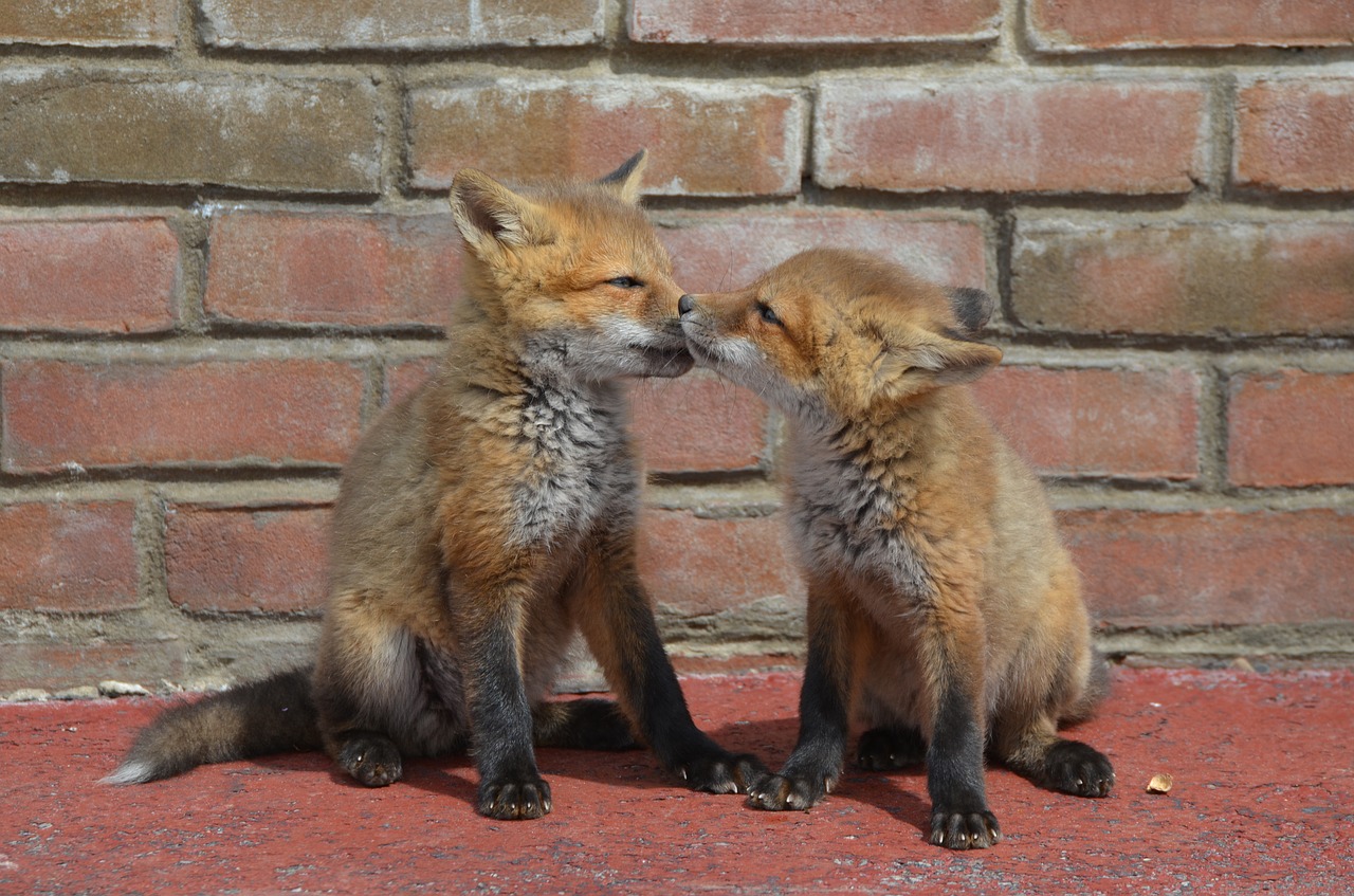 fox  kits  family free photo