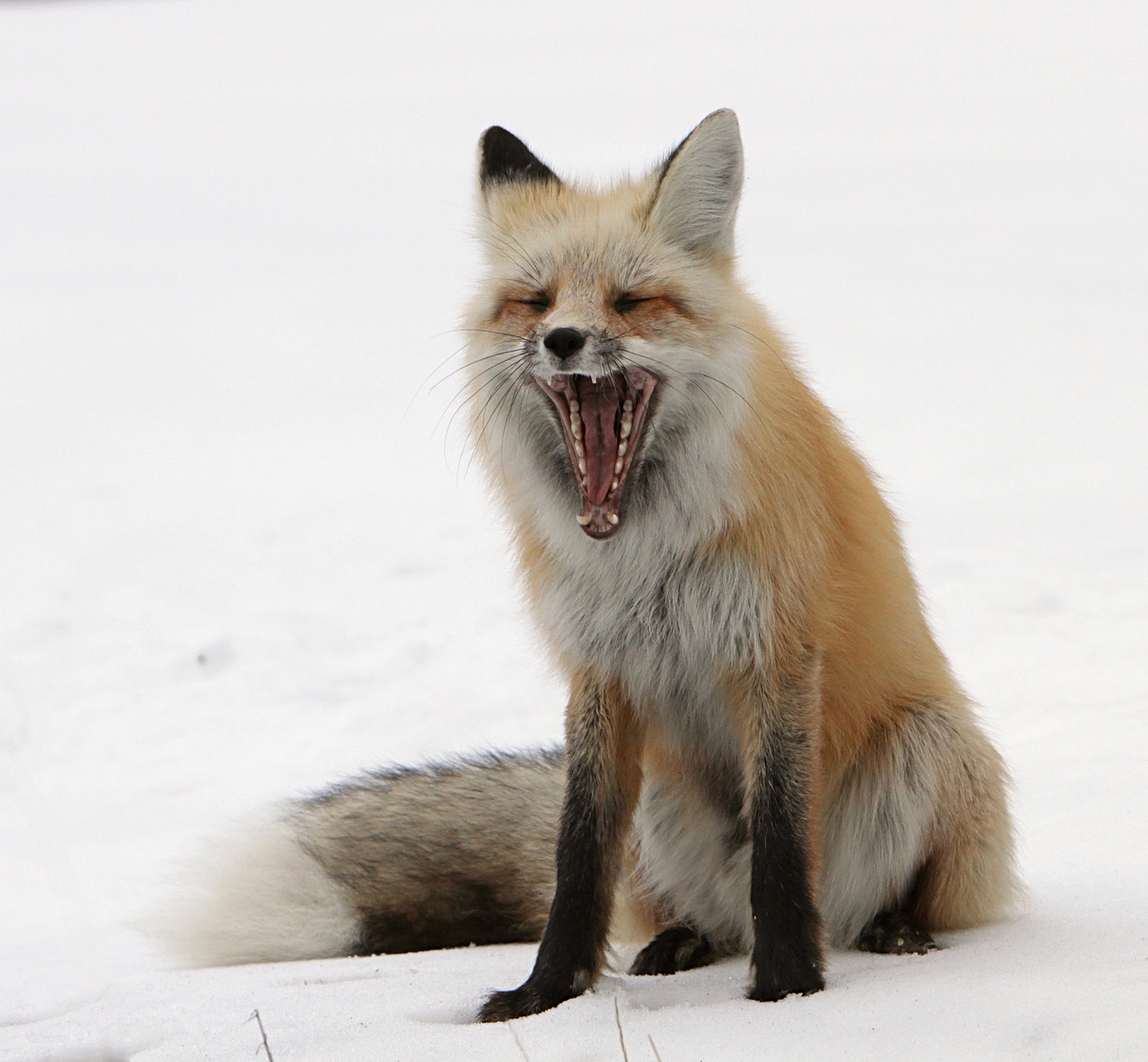 fox  red wildlife  portrait free photo