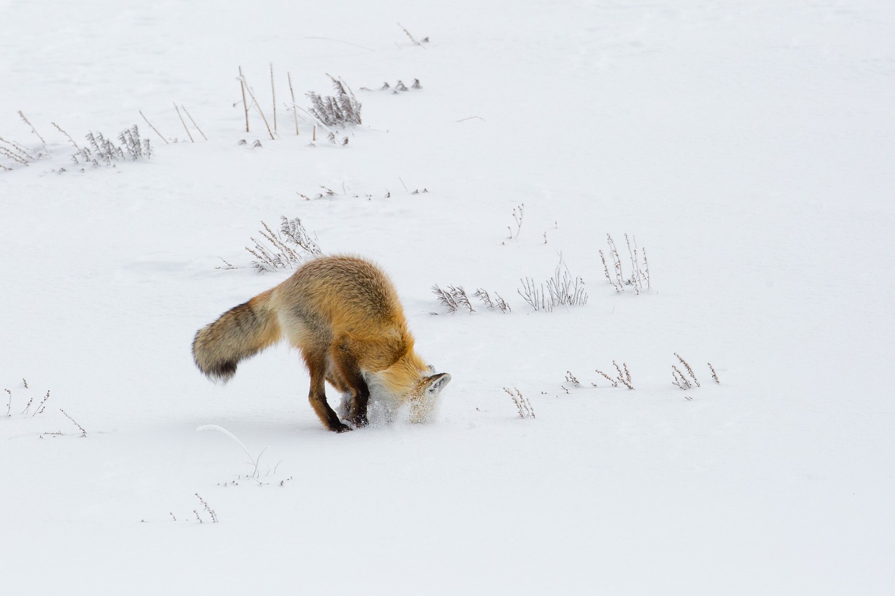 fox  red  digging free photo