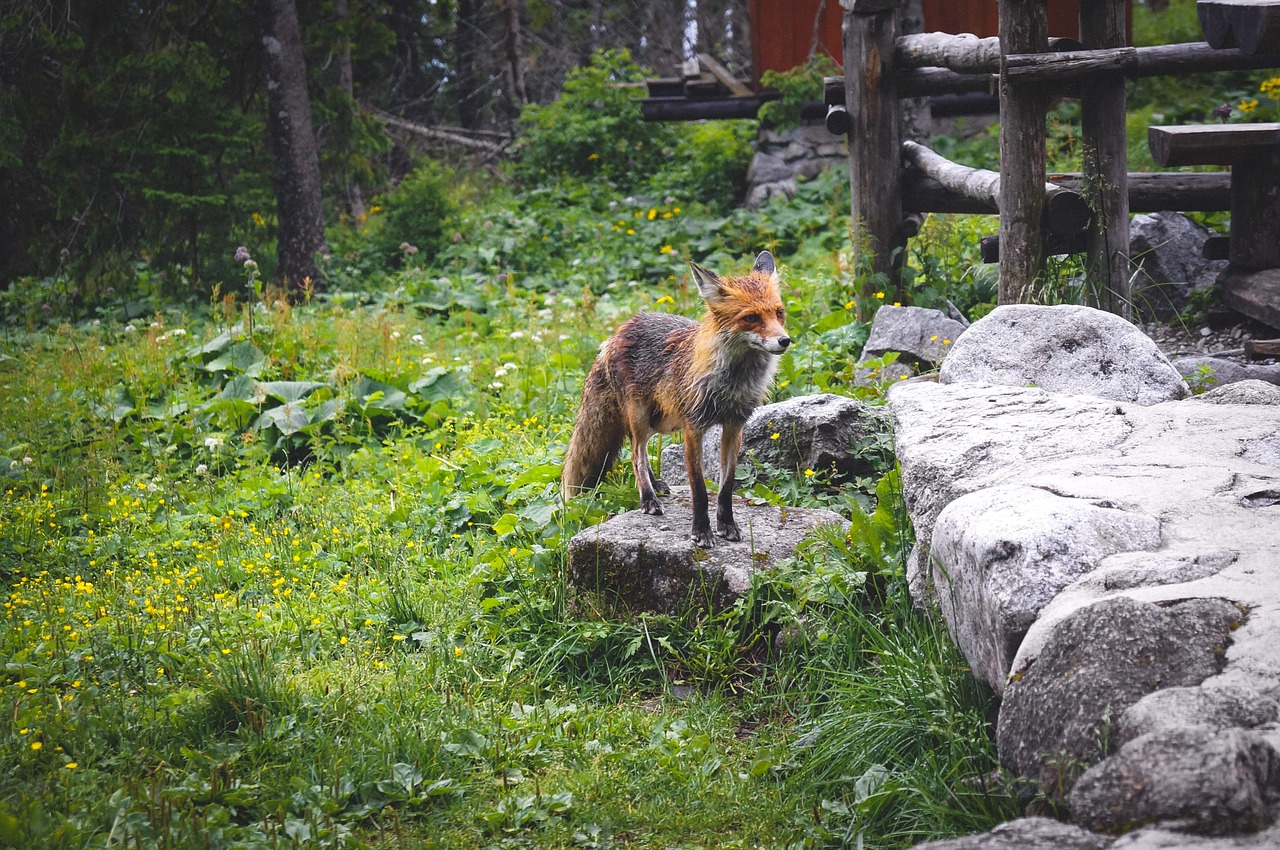 fox  nature  animals free photo