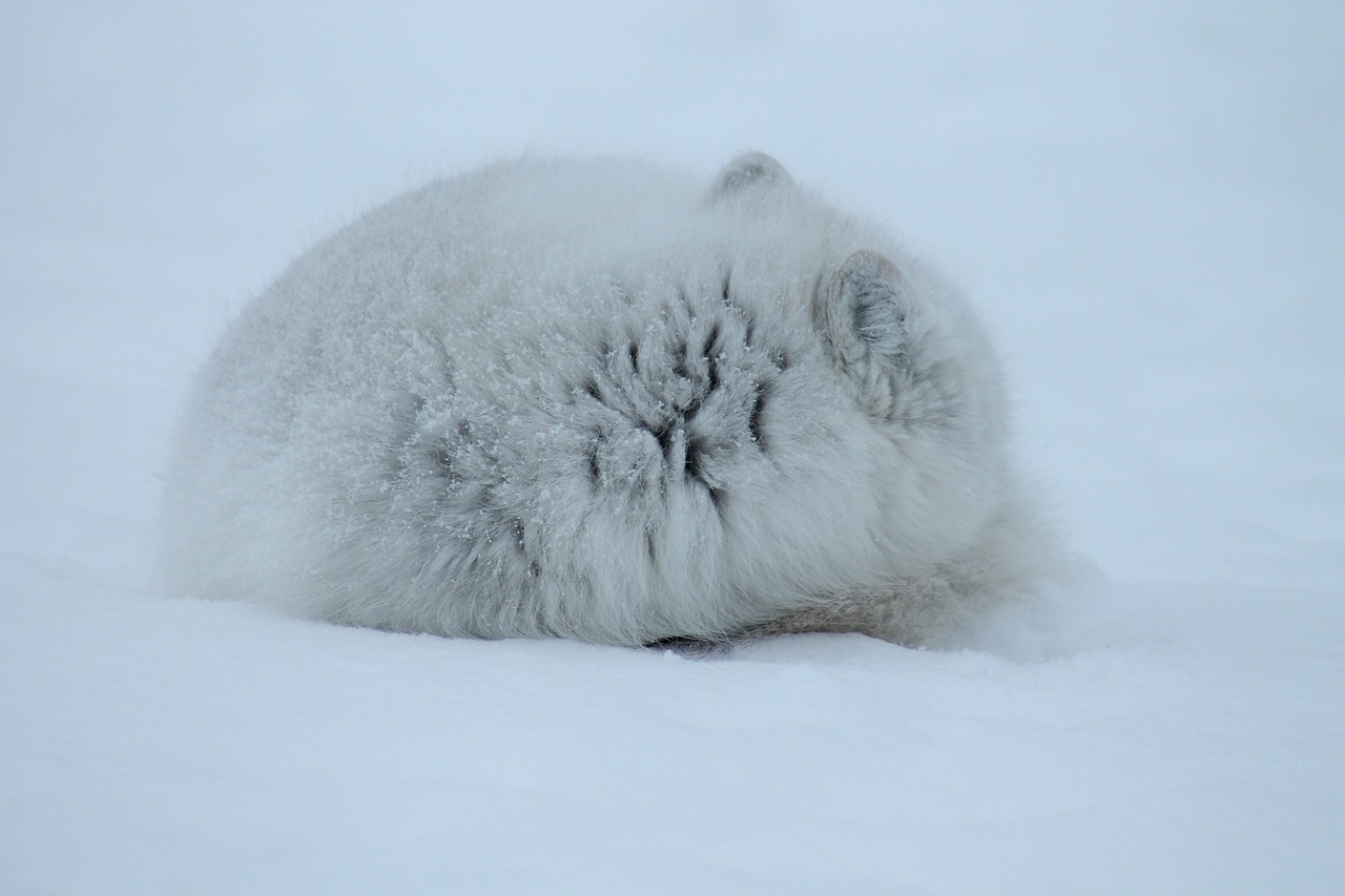 fox arctic mammal free photo