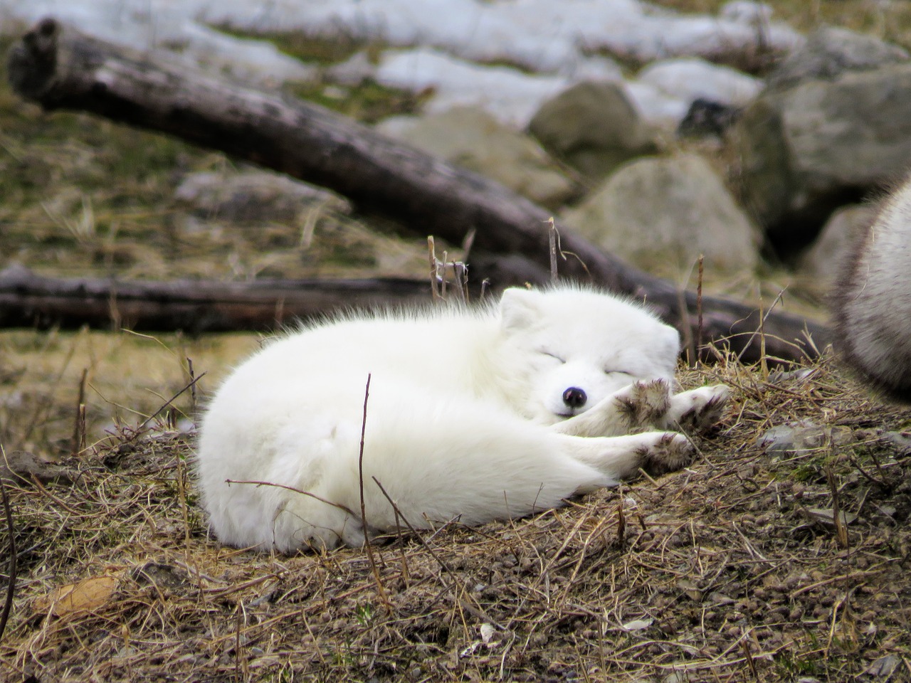 fox  arctic  animal free photo