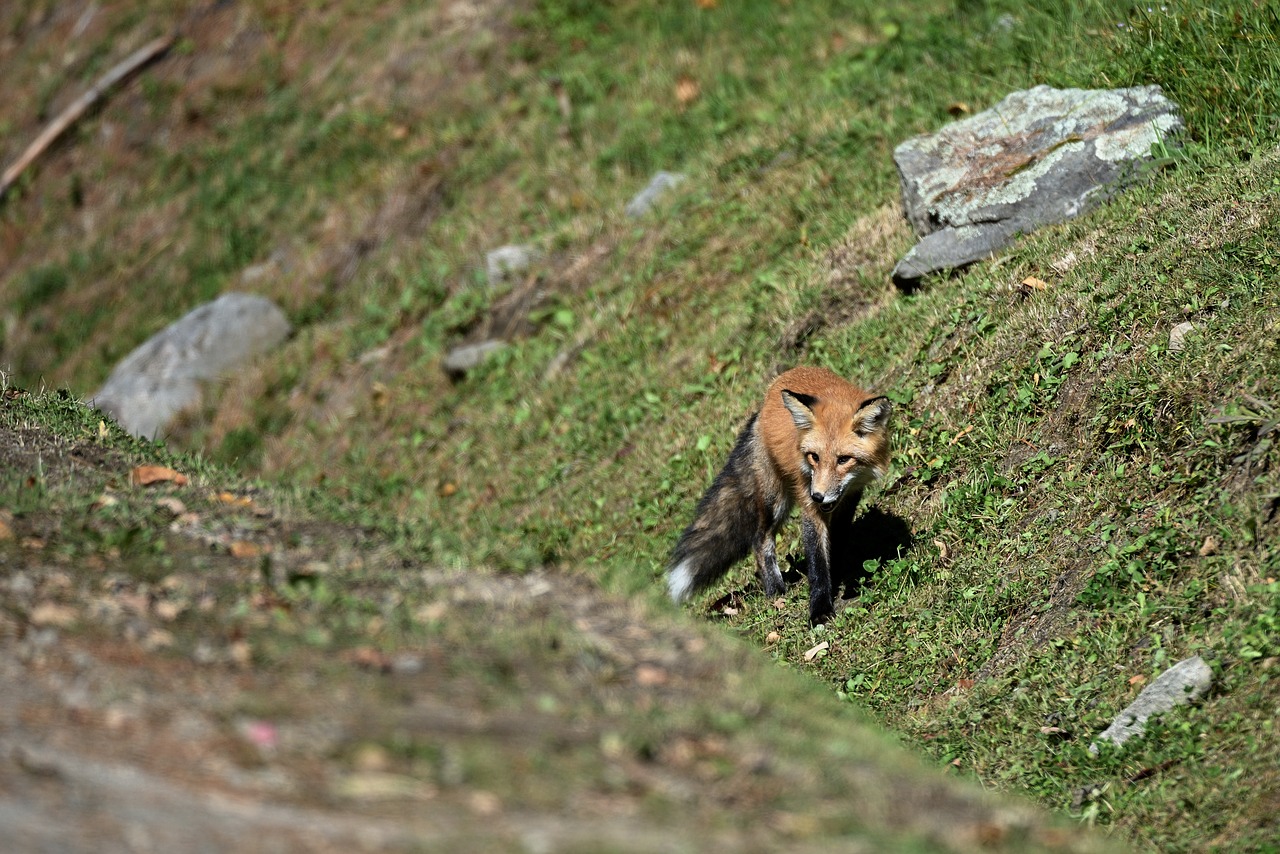 fox  road  predator free photo