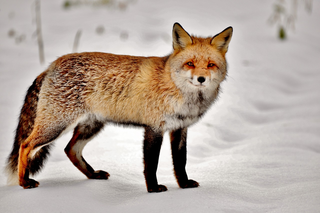 fox  mammal  predator free photo
