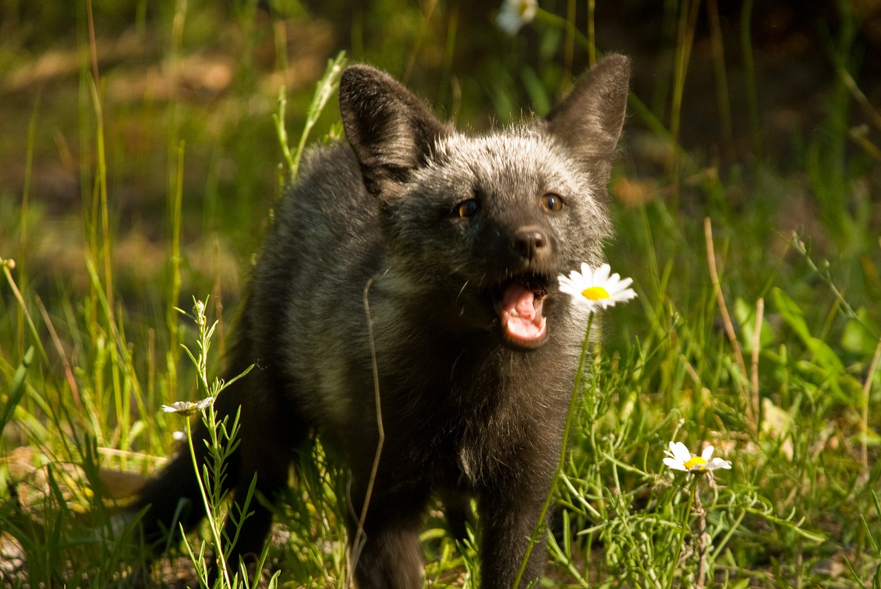 fox pup animal free photo