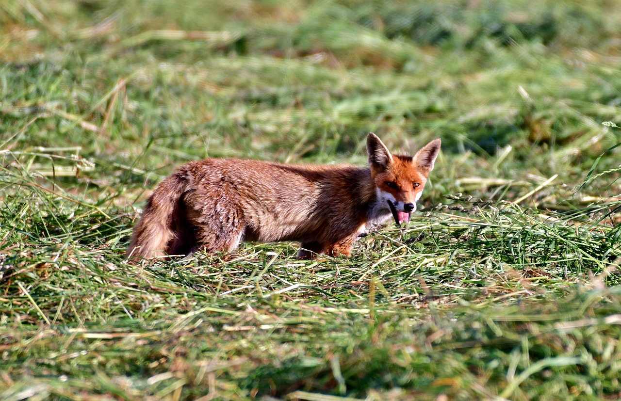 fox  young  animal free photo