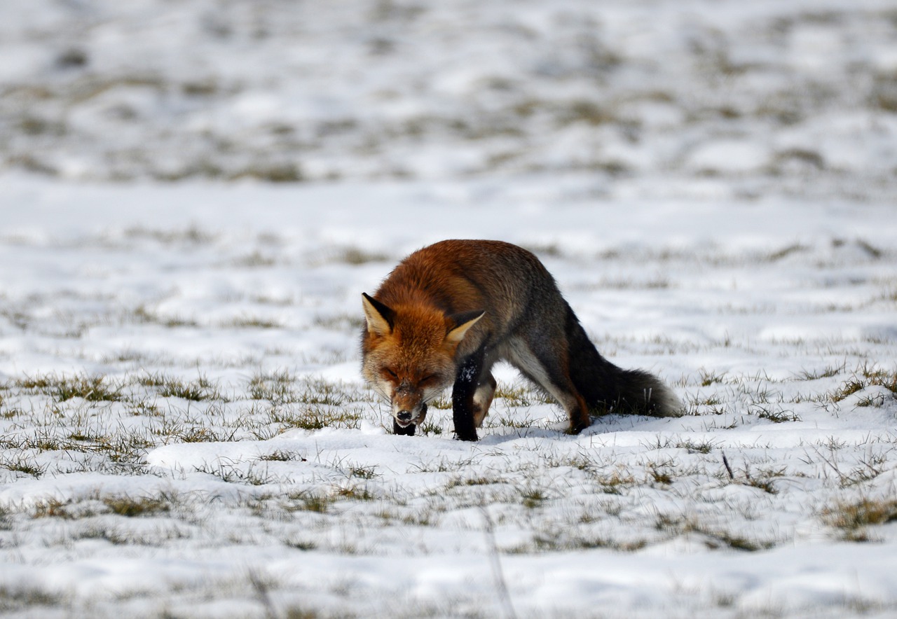 fox  predator  wild free photo