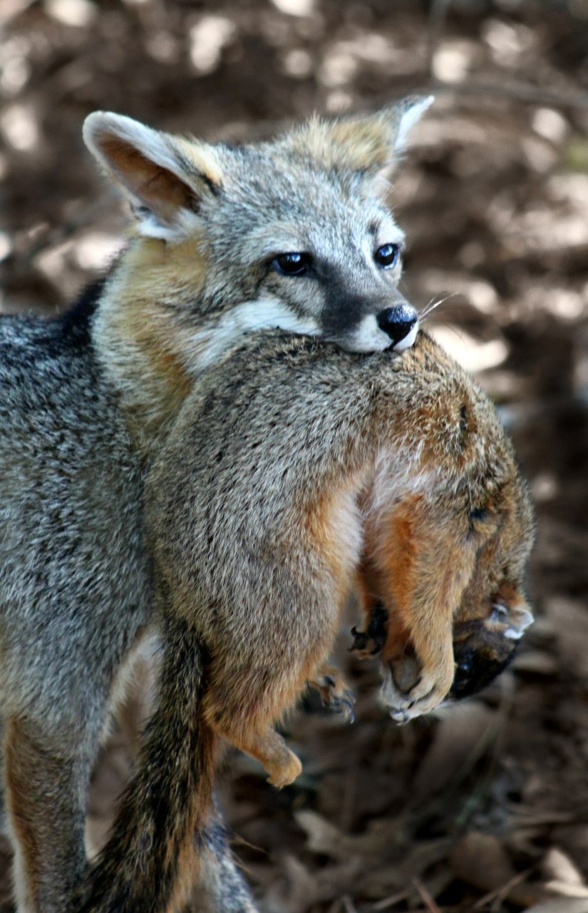 fox squirrel hunting free photo