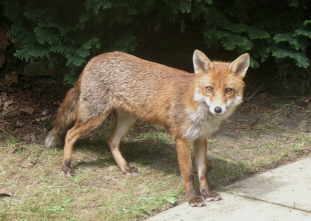 fox animal wildlife free photo