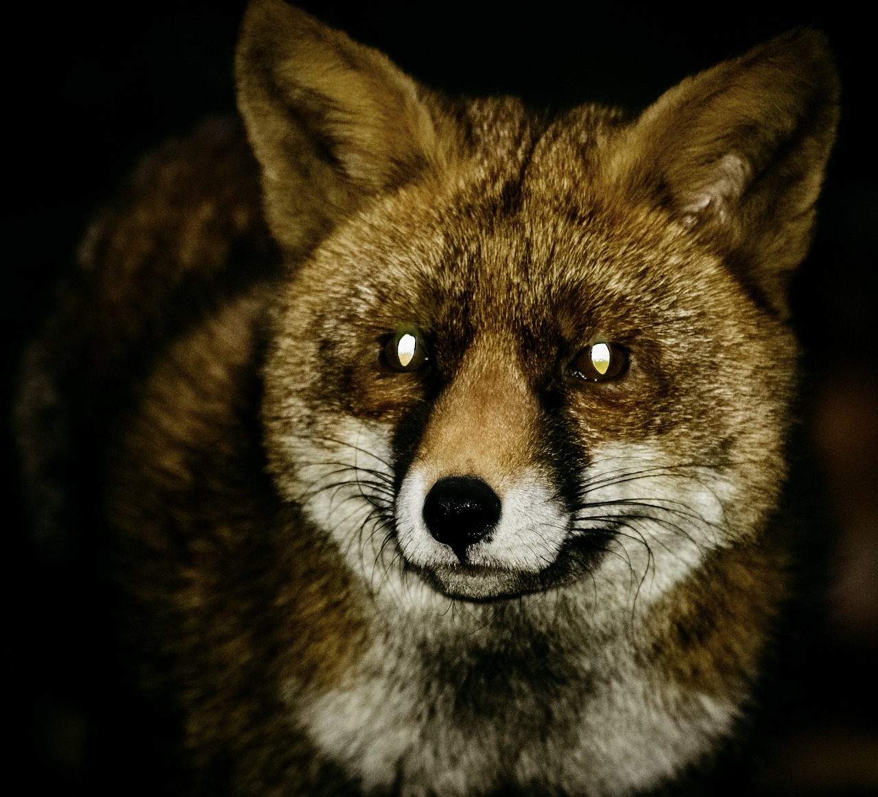 fox red fox night free photo