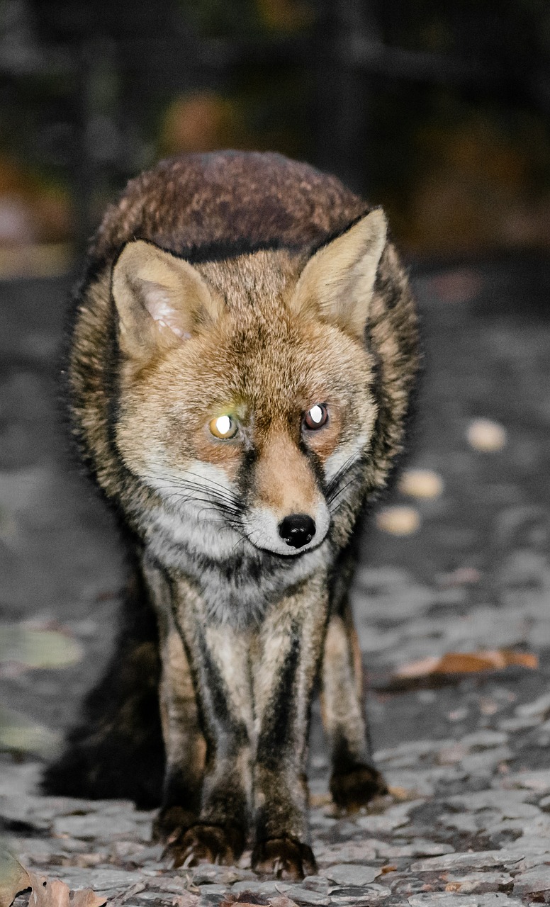 fox red fox animal free photo
