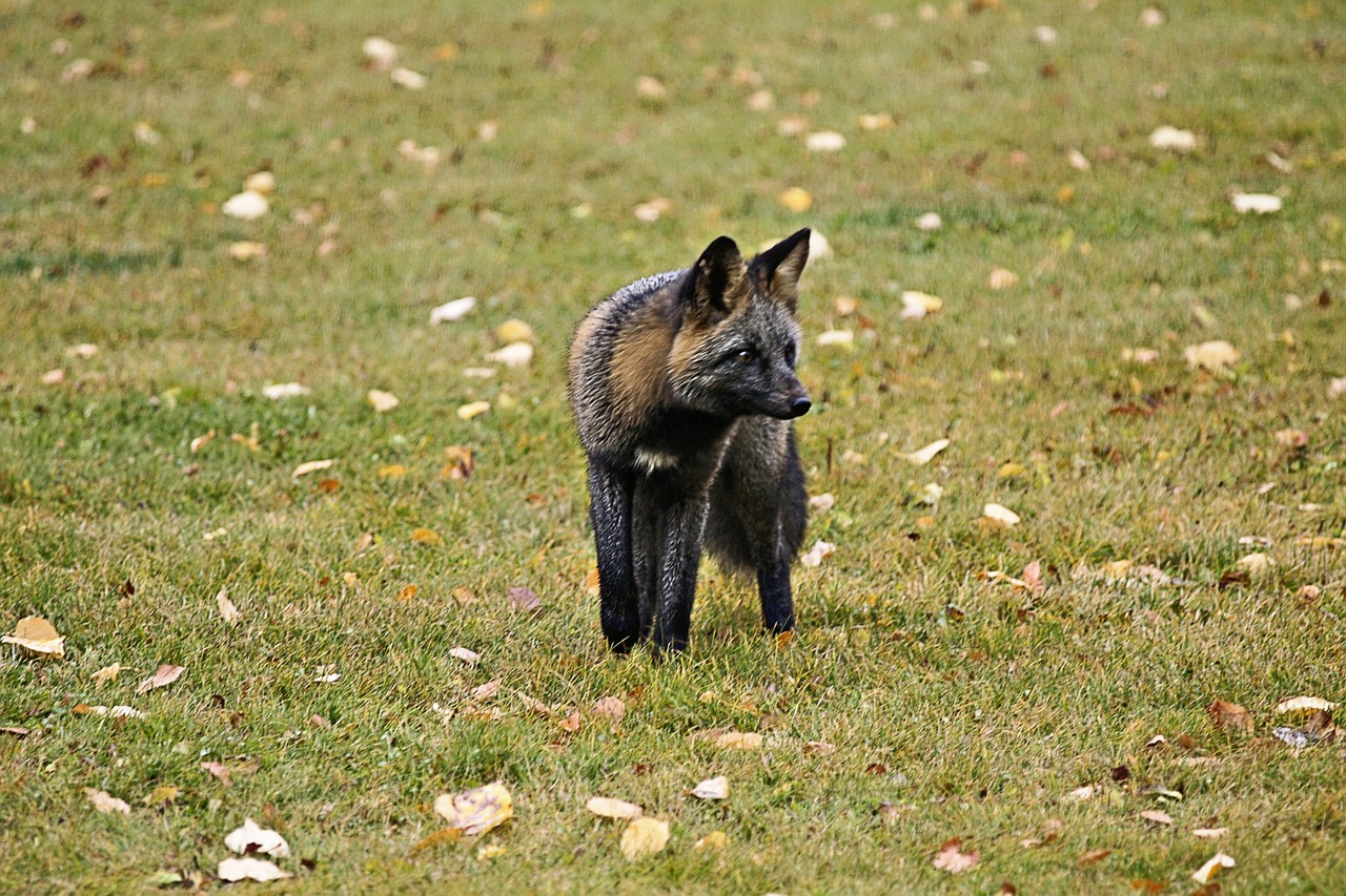 fox animal wild life free photo