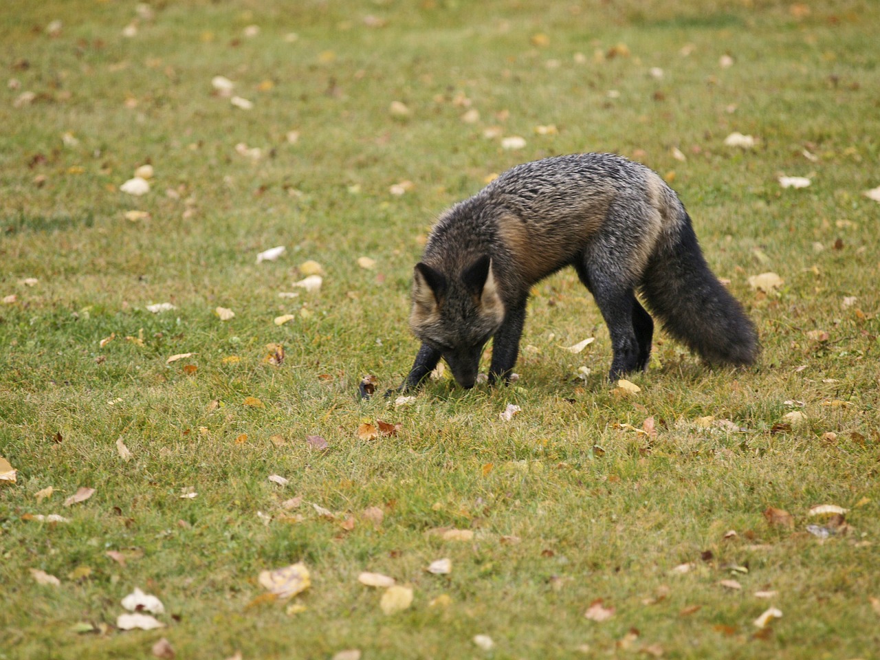 fox animal mammal free photo