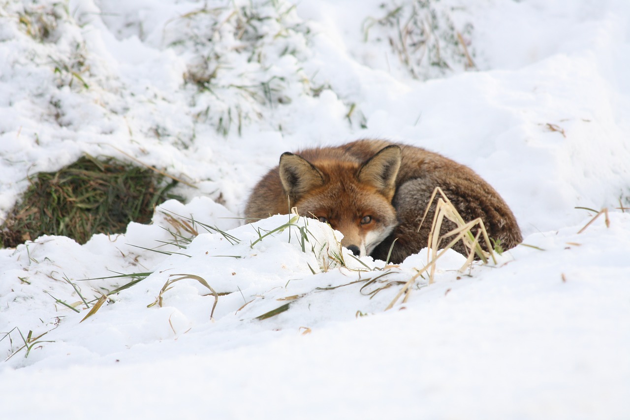 fox winter snow free photo