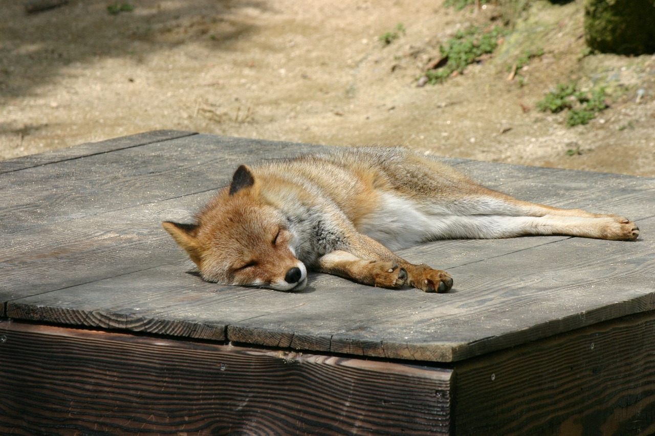 fox zoo animal free photo