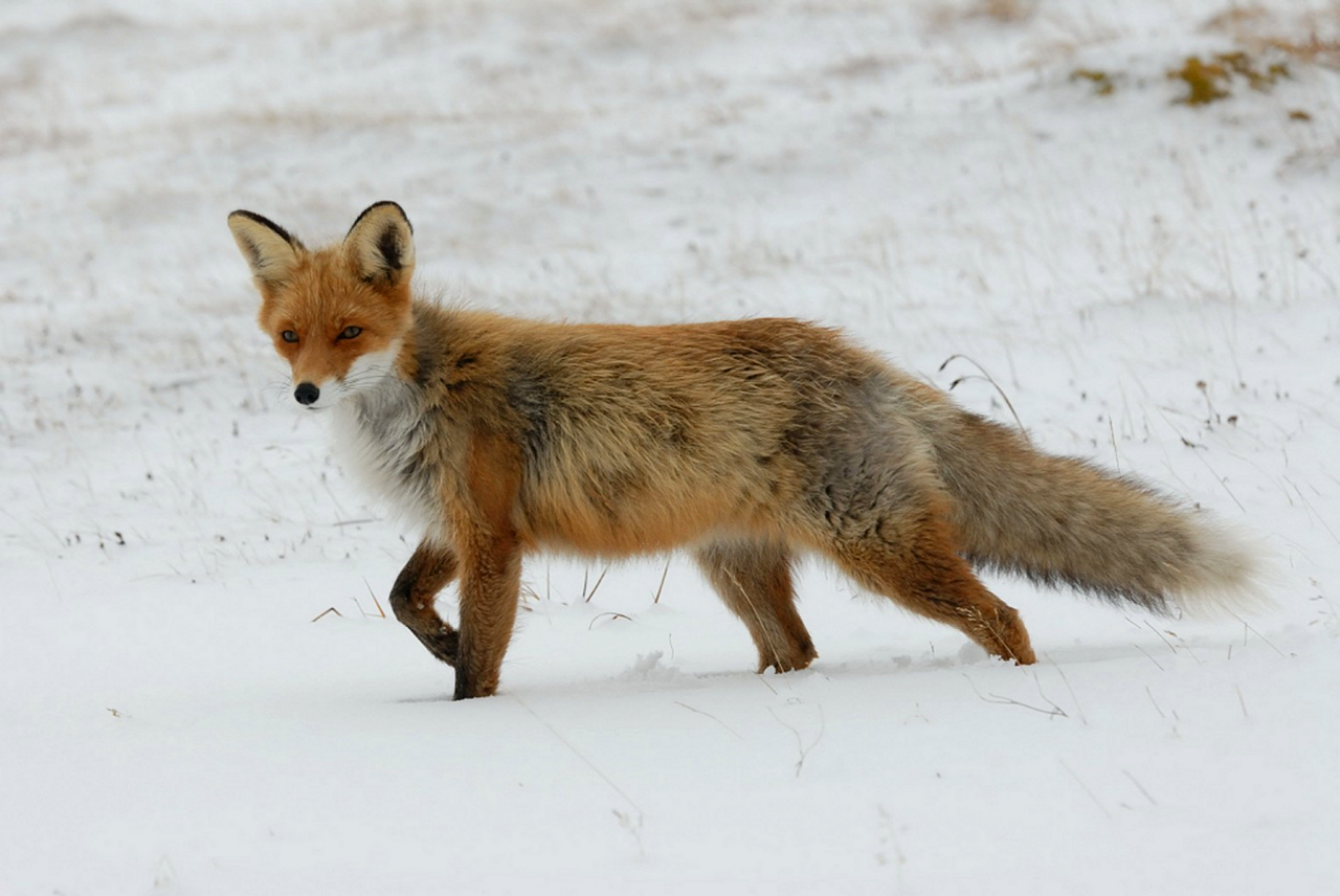 fox red redfox free photo